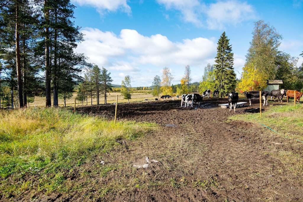 Järvträsk 102